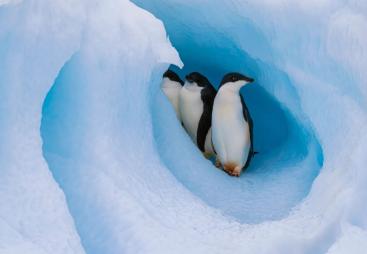 The milestone 30th edition of Cemex’s celebrated Nature Book series emphasizes the urgent need to protect polar regions and mitigate climate change