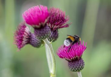 Bumblebee on a purple flower
