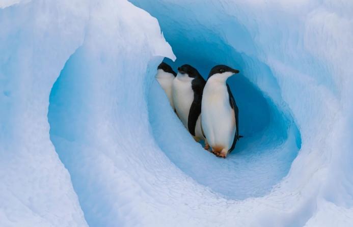 The milestone 30th edition of Cemex’s celebrated Nature Book series emphasizes the urgent need to protect polar regions and mitigate climate change