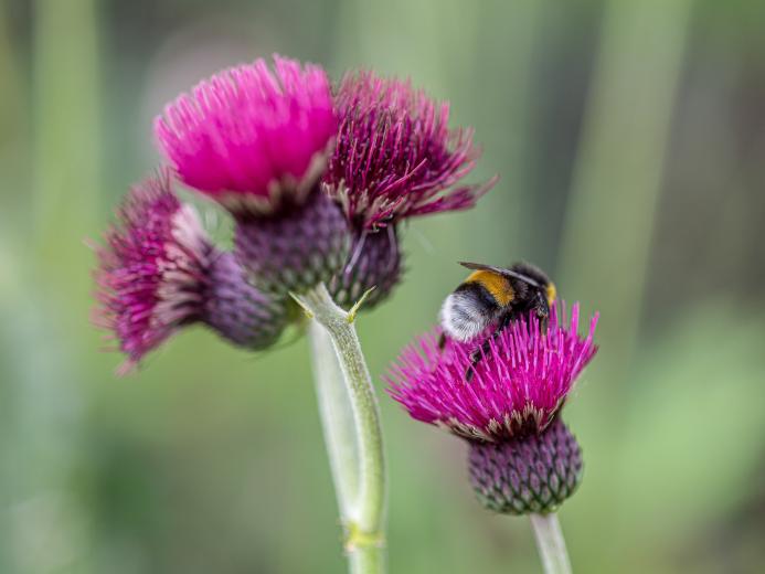 Bumblebee on a purple flower