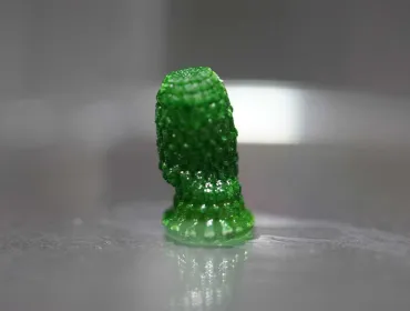 3D-printed "pineapple" with cyanobacteria growing inside after a development period of 60 days.