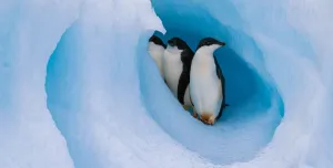 The milestone 30th edition of Cemex’s celebrated Nature Book series emphasizes the urgent need to protect polar regions and mitigate climate change