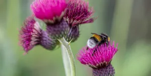 Bumblebee on a purple flower