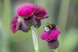 Bumblebee on a purple flower