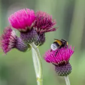 Bumblebee on a purple flower